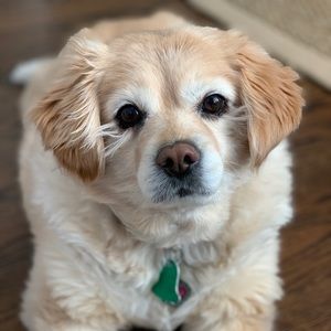 Meet your Posher, Ava